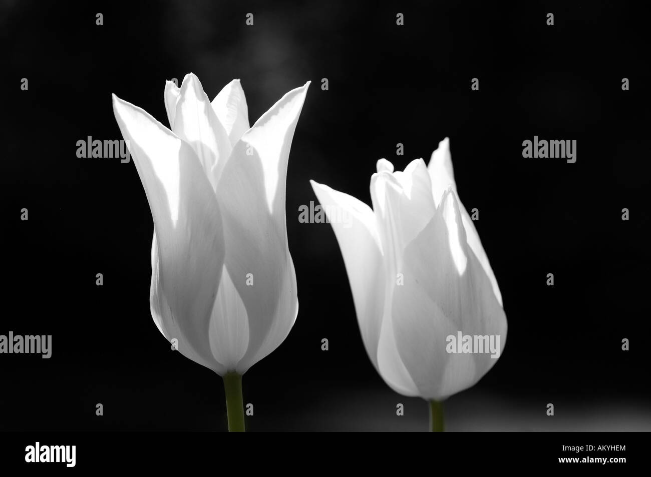 Couple in white, two white tulips Stock Photo