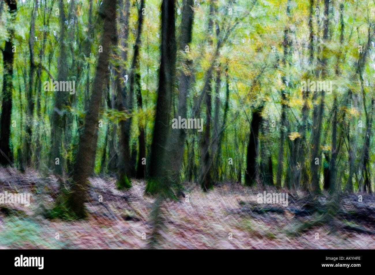 blurred view of trees and woods Stock Photo - Alamy