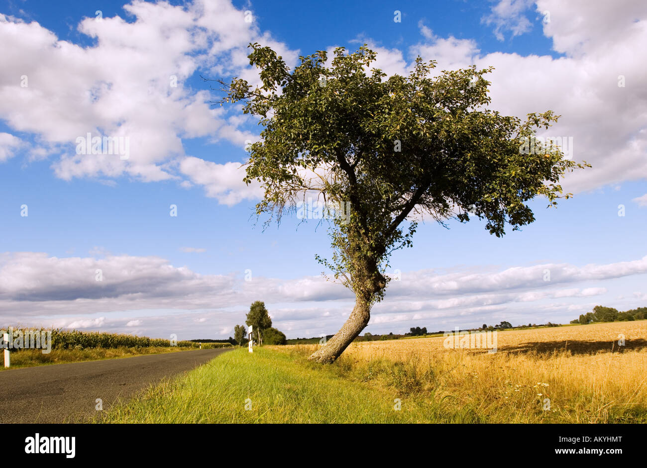 Strassenbaum hires stock photography and images Alamy