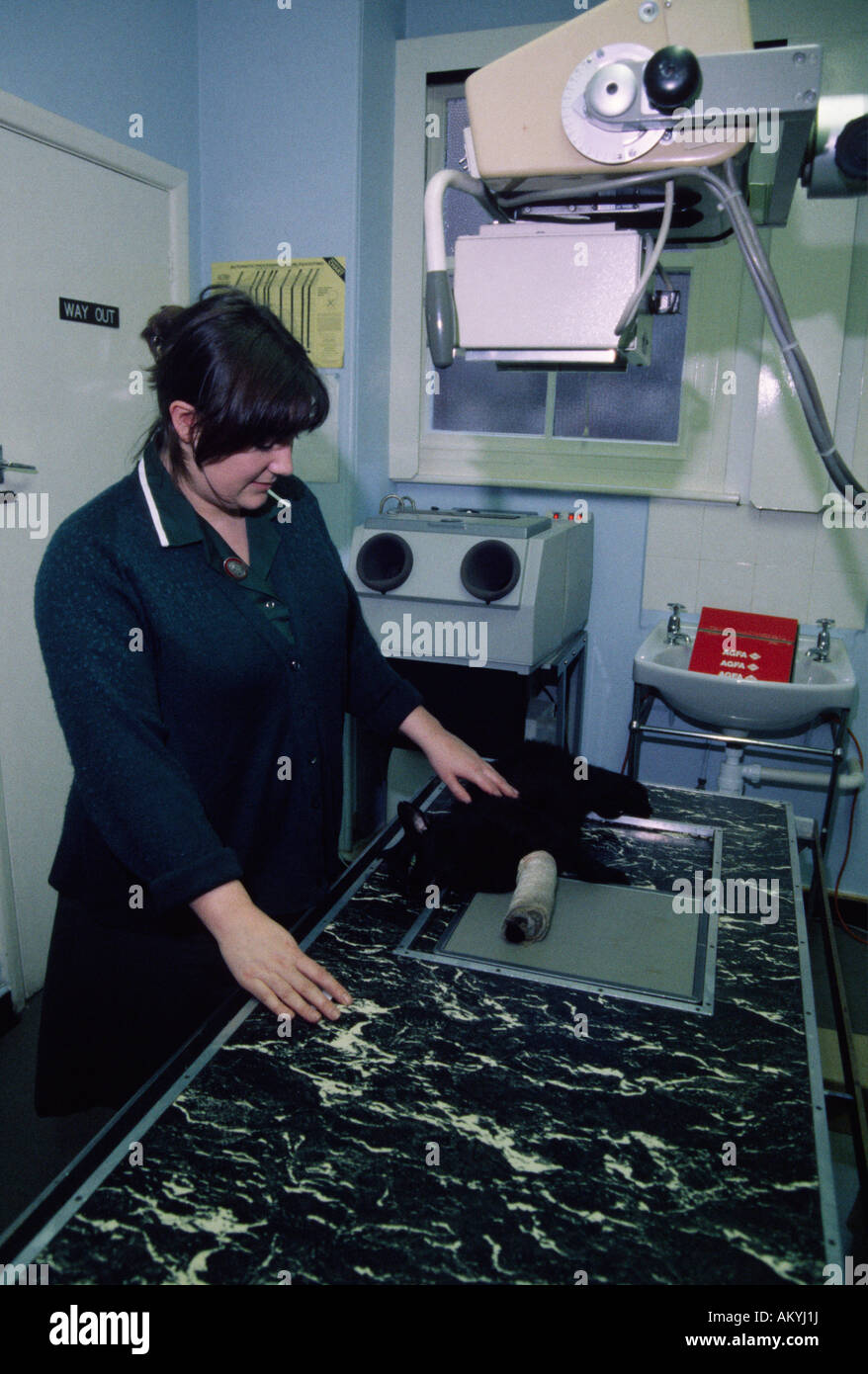 Cat having Xray on leg Stock Photo Alamy