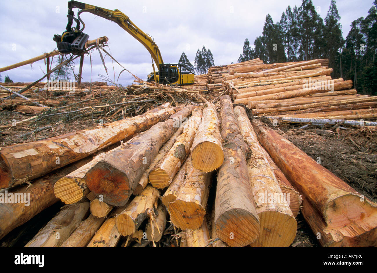 Timber industry, Tasmania, Australia Stock Photo Alamy