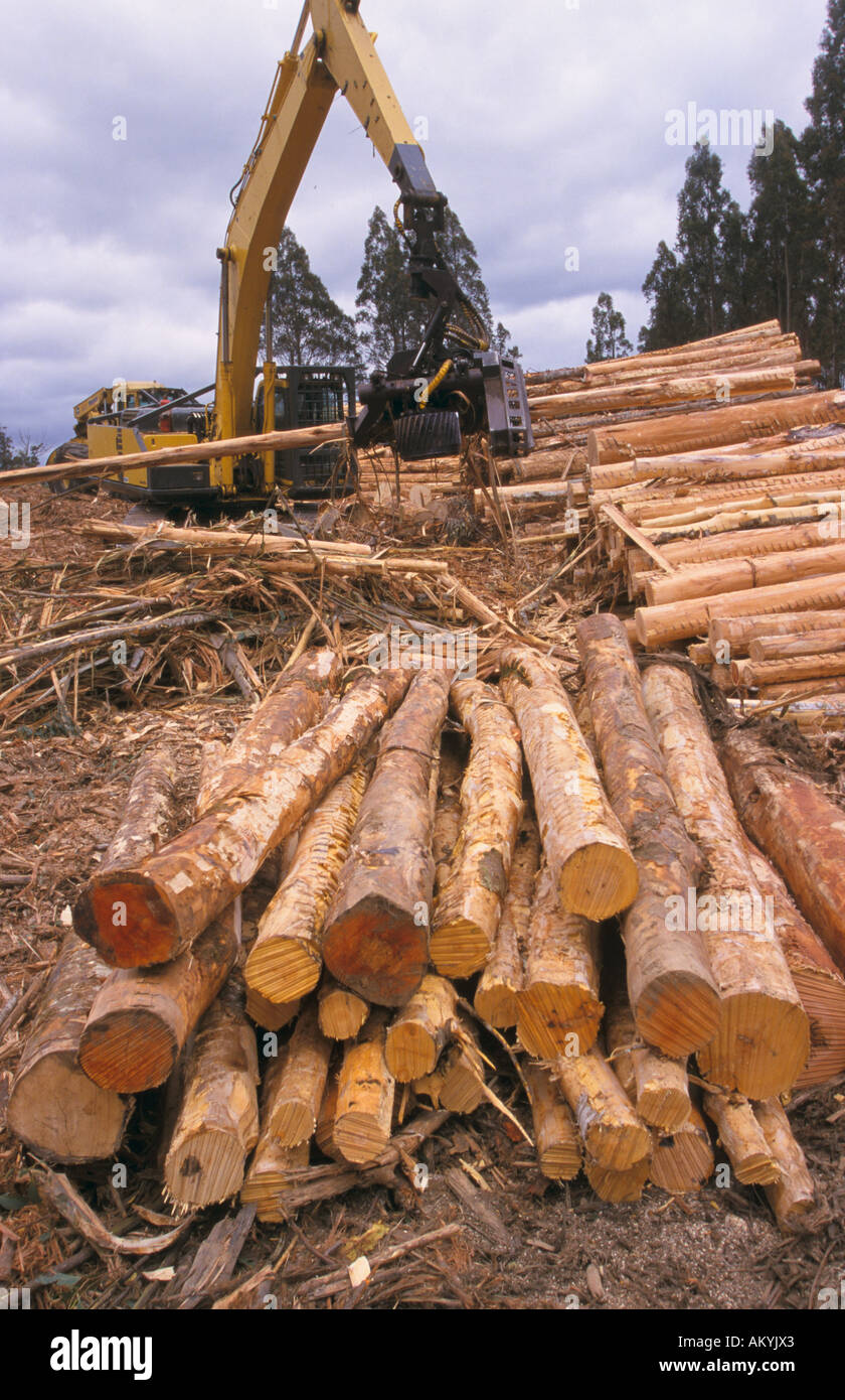 Timber industry, Tasmania, Australia Stock Photo Alamy