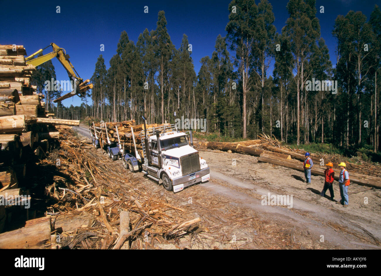 Timber industry, Tasmania, Australia Stock Photo Alamy
