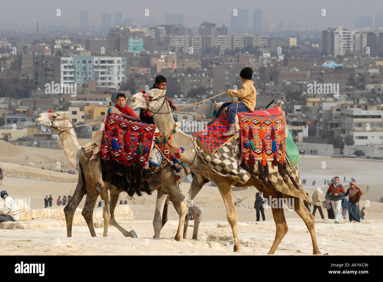 Camel rides in egypt hi-res stock photography and images - Alamy