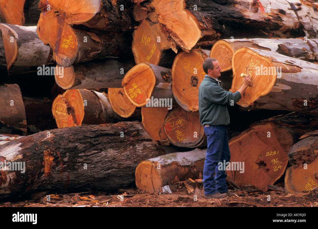 Timber industry, Victoria Australia Stock Photo Alamy
