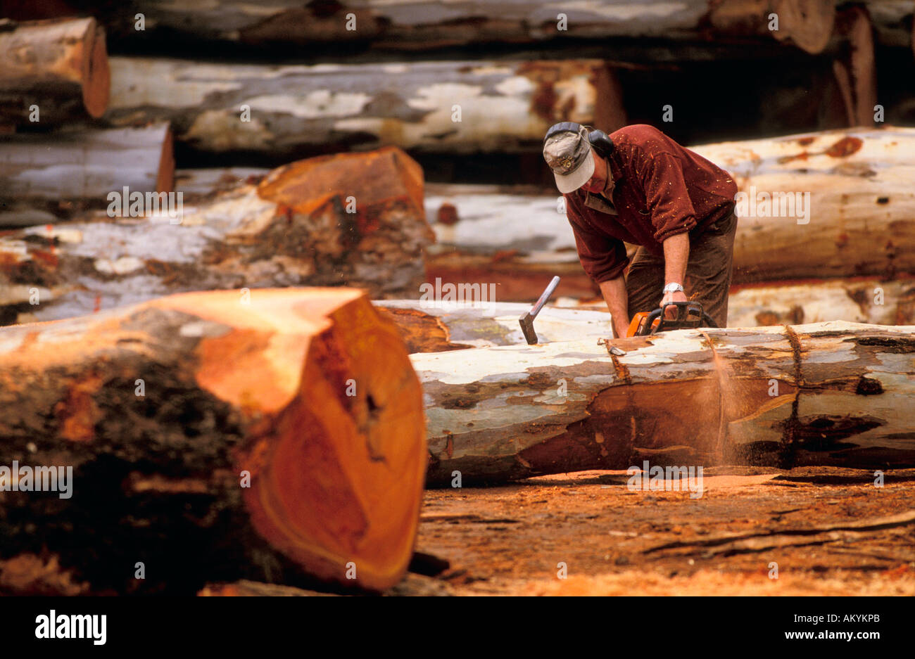 Timber industry, Victoria Australia Stock Photo Alamy
