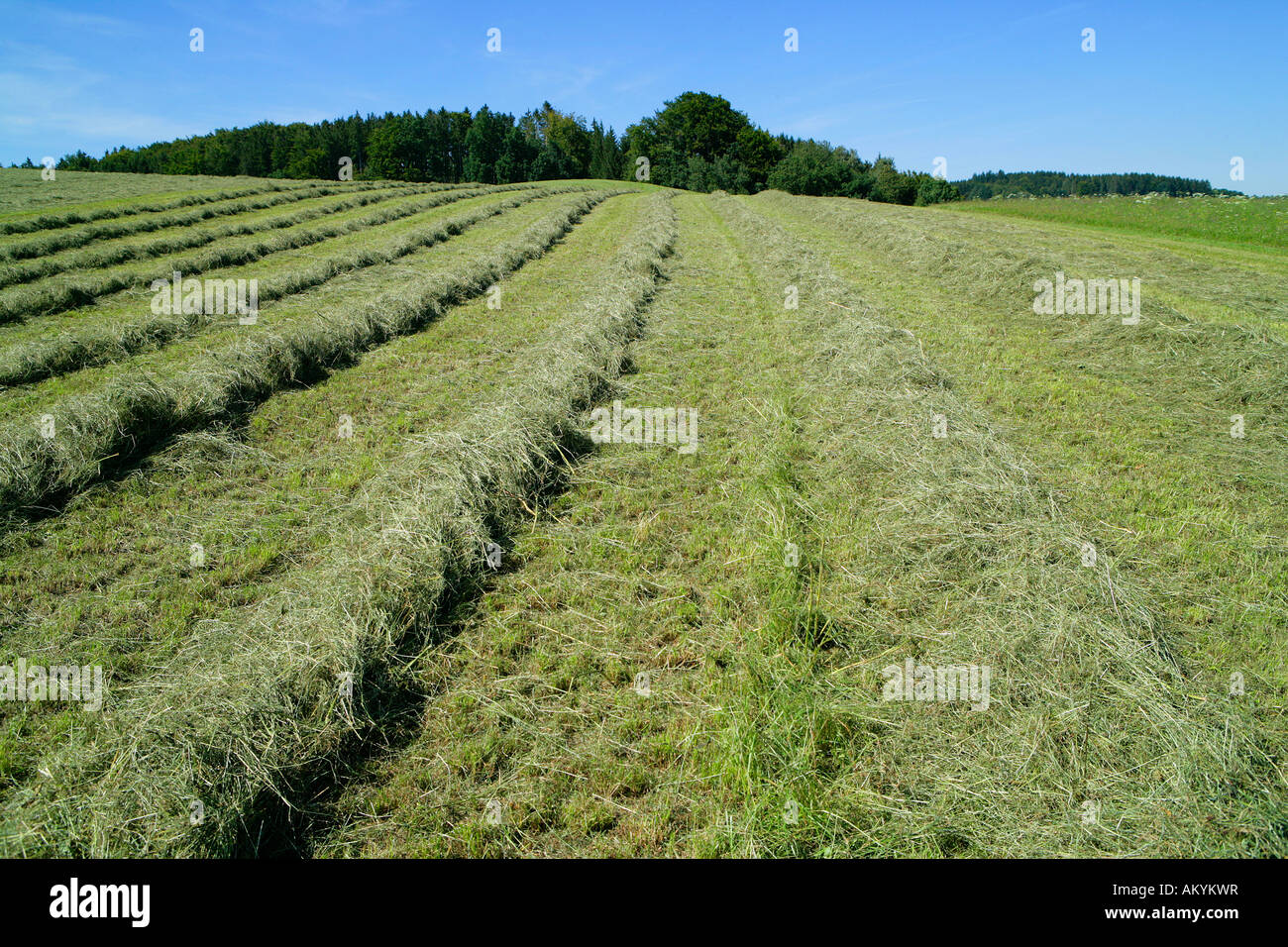 Freshly cut hay Stock Photo