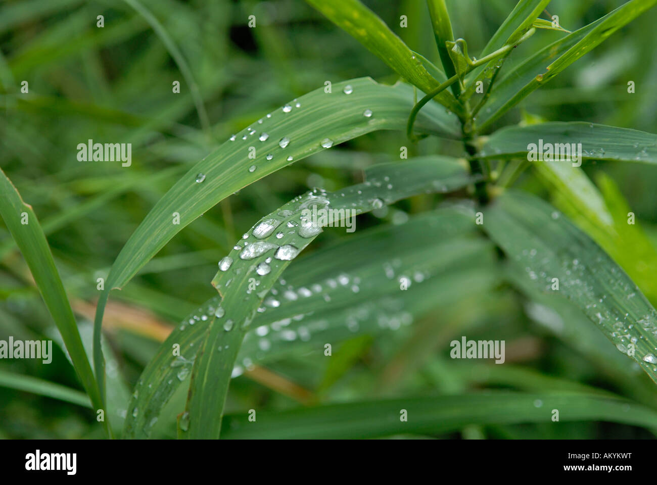 Waterdrops on leaves Stock Photo