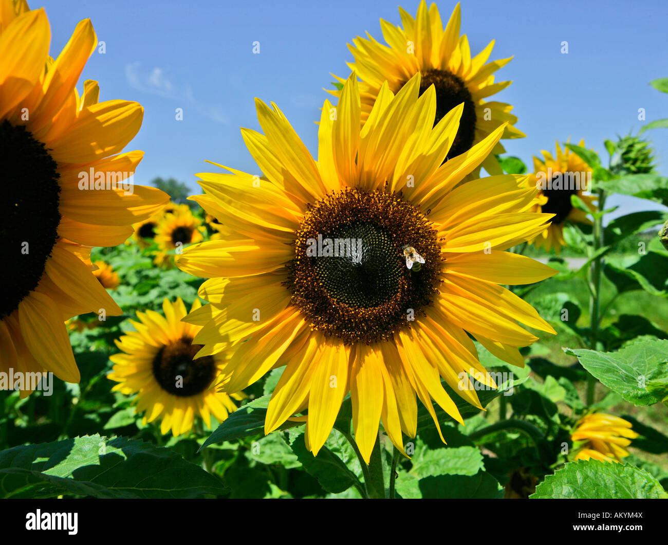 Bee on sunflower (Helianthus annuus) Stock Photo