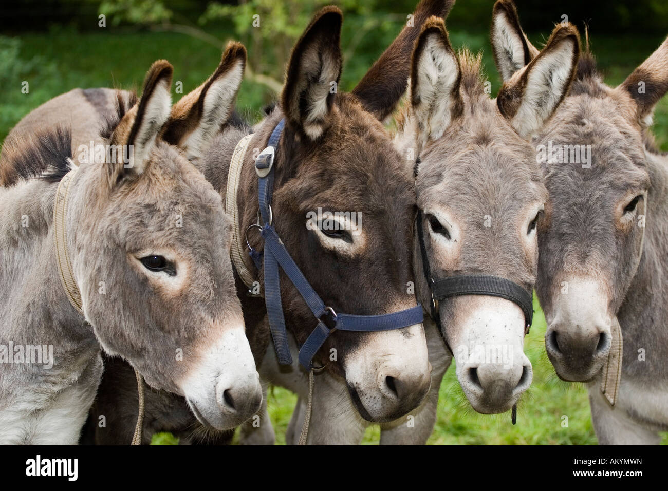 Donkeys Stock Photo