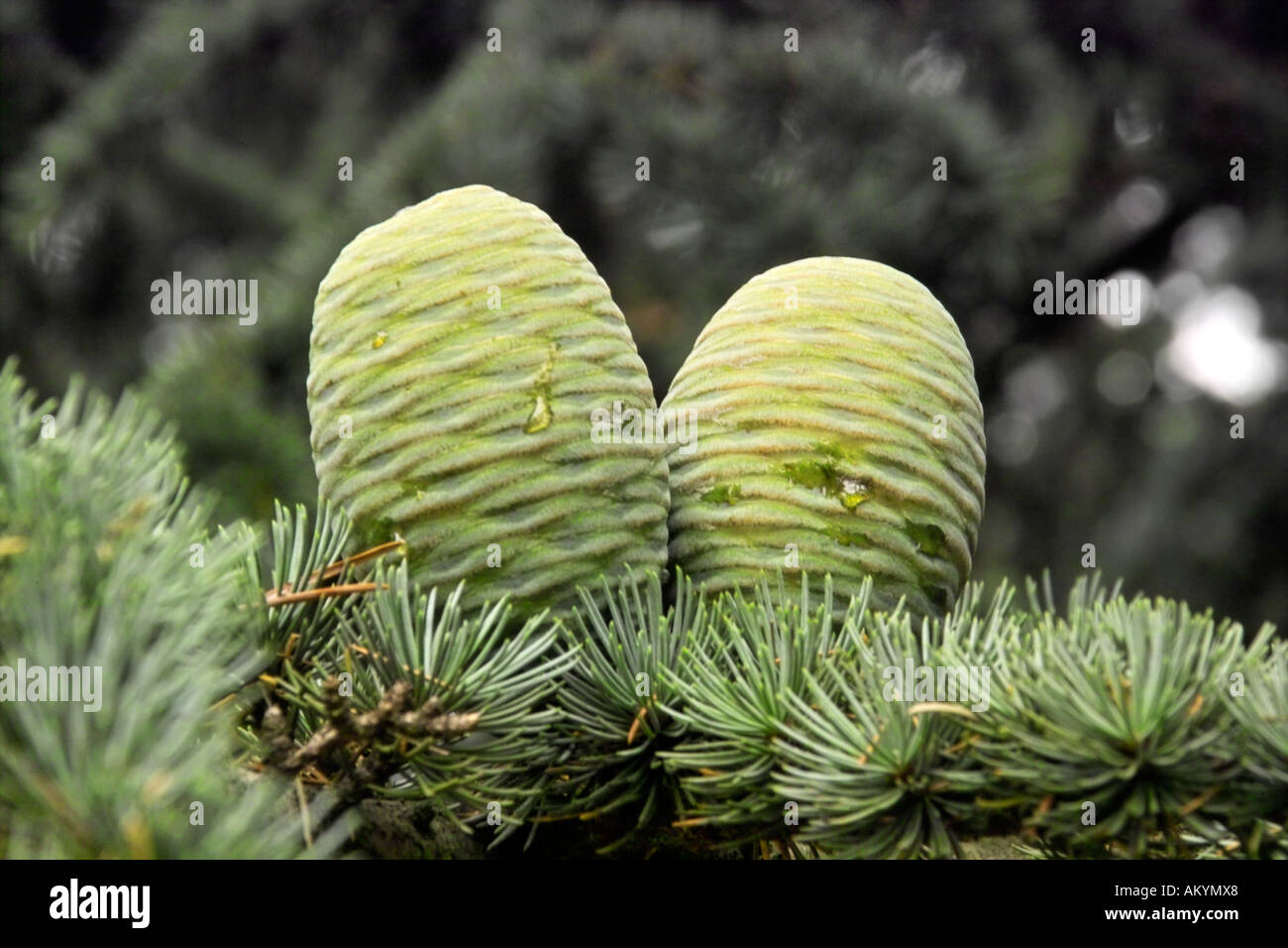 Cedar Cones Stock Photo