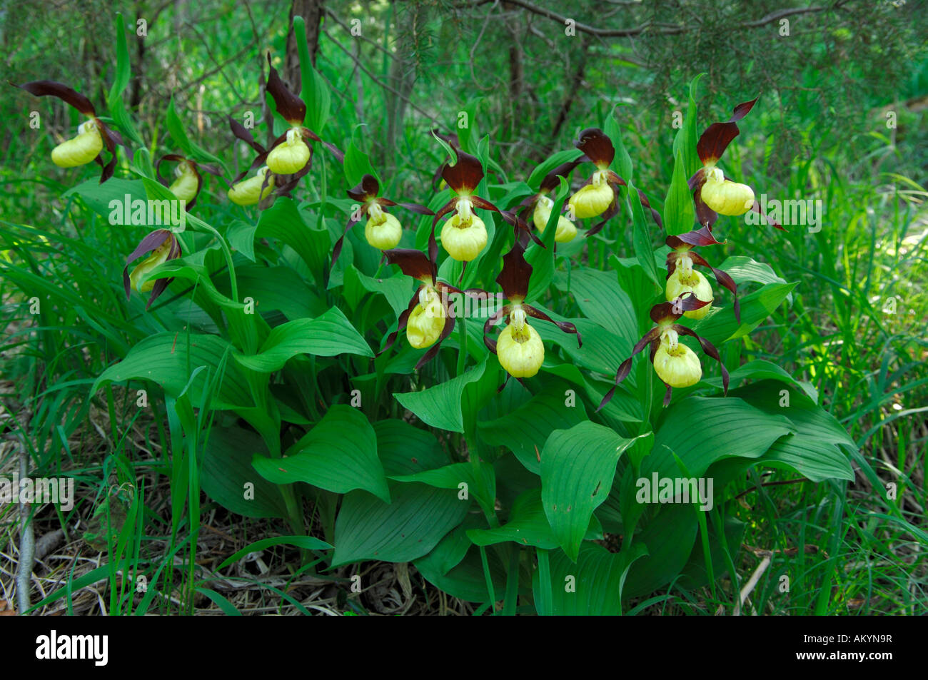 Group of yellow shrub (Cypripedium calceolus) Stock Photo