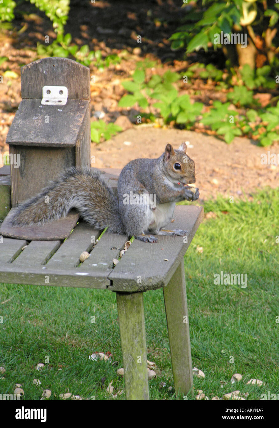 Squirrel eating nuts in shells hires stock photography and images Alamy