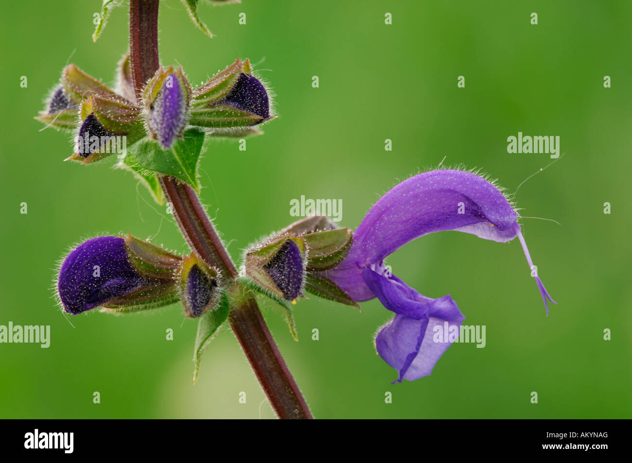 Blossom meadow salvia (Salvia pratensis) Stock Photo