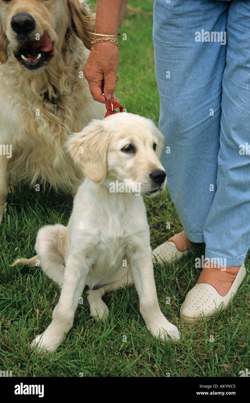 keeping a short lead while training a golden retriever puppy dog Stock Photo