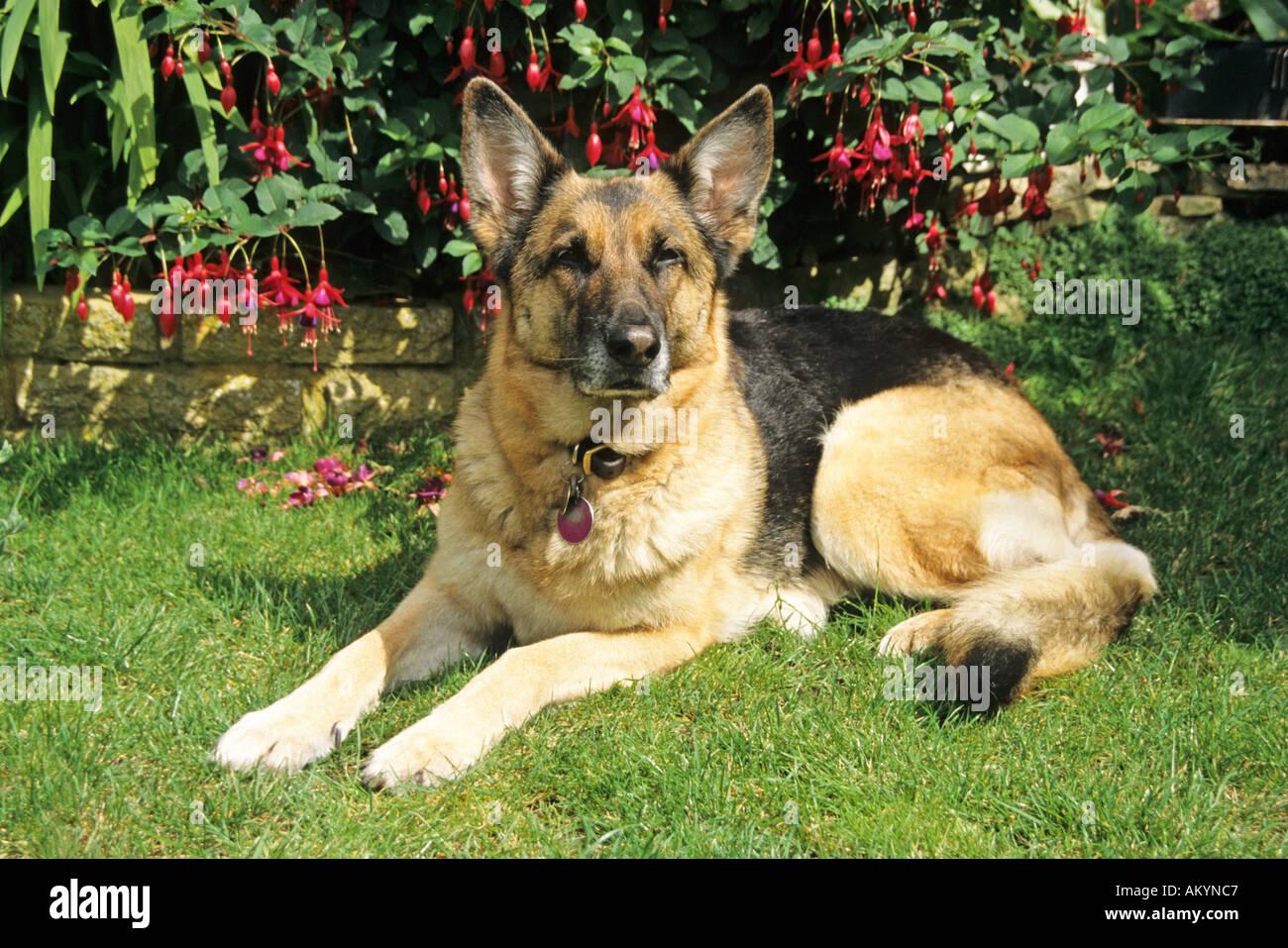 german shepherd dog alsatian laying in a garden Stock Photo