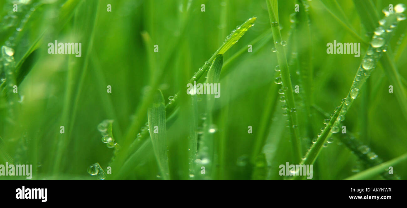 Rain-wet blades of grass Stock Photo