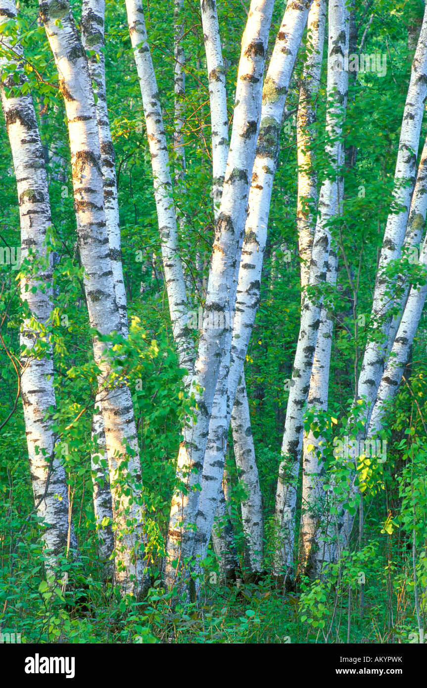 Birch forest in Zippel Bay State Park Minnesota Stock Photo