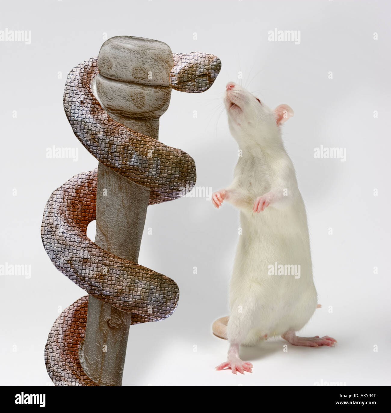 White rat with Rod of Asclepius Stock Photo