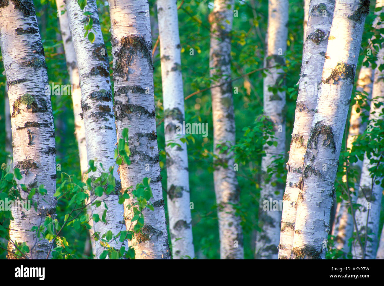 Birch forest in Zippel Bay State Park Minnesota Stock Photo