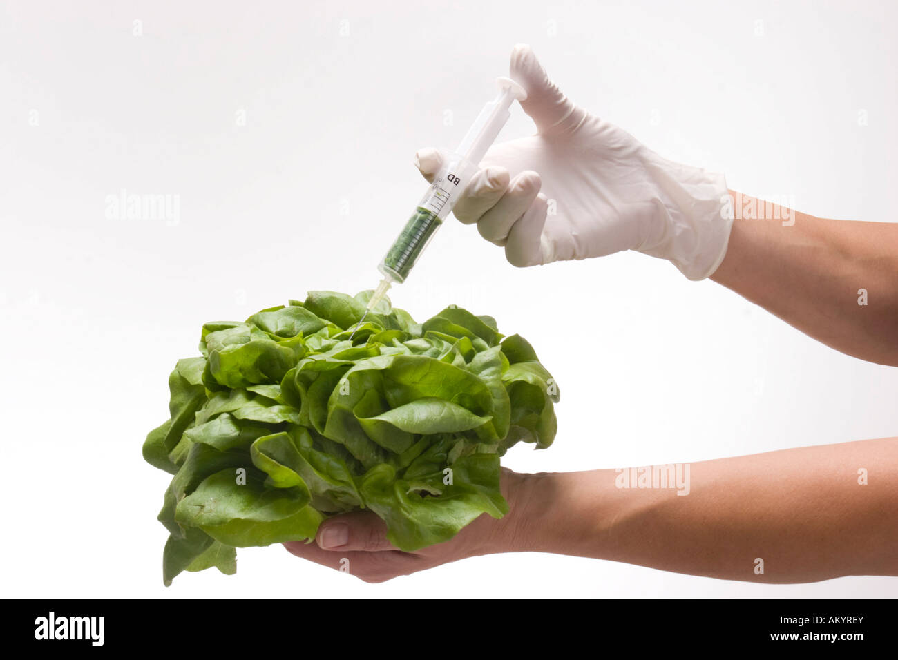 Head of lettuce getting an injection Stock Photo