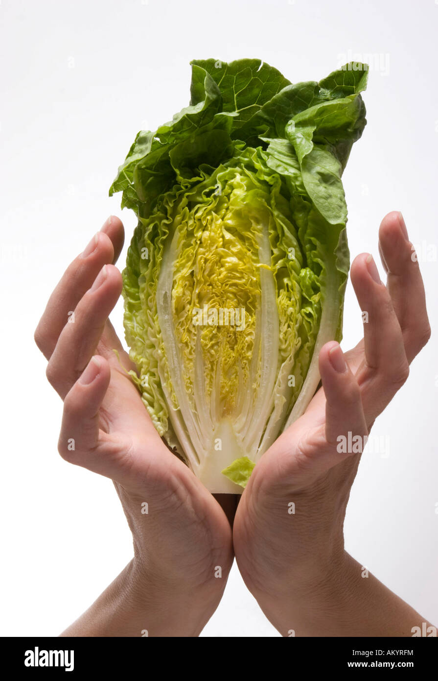 Hands holding a head of lettuce Stock Photo Alamy