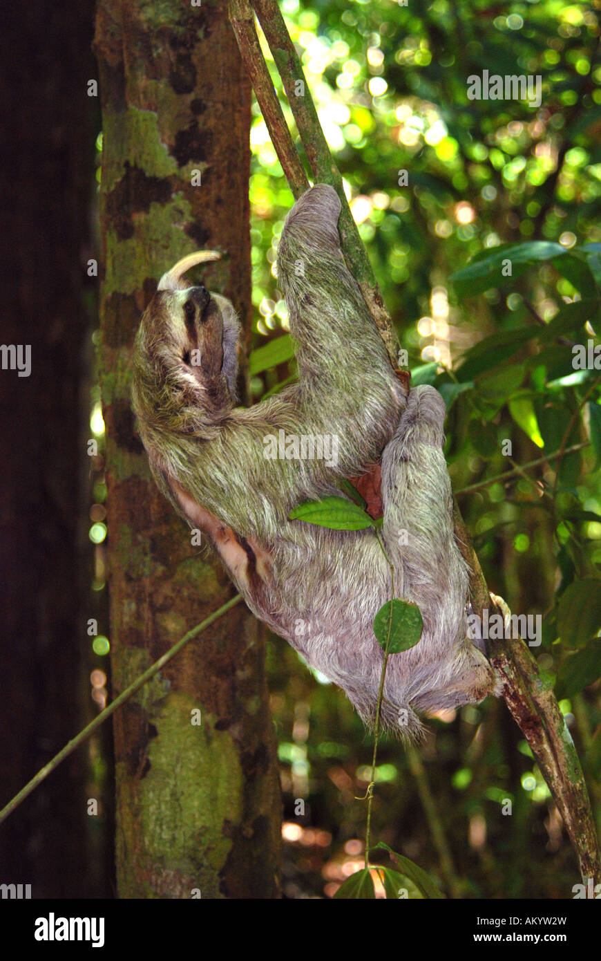 Three toed Sloth Bradipus variegatus climbing vine in Manuel Antonio National park Costa Rica Stock Photo