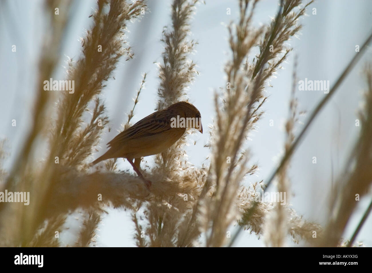 A black breasted weaver (Ploceus benghalensis) perched on a stalk of wheat in the fields of Nimaj, Rajasthan, India. - Stock Image