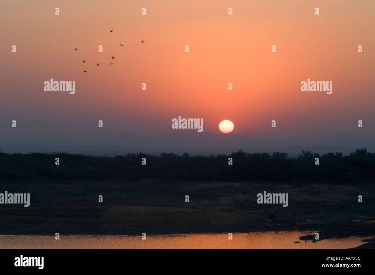 Migrating geese fly over the ancient reservior outside of Chhatra Sagar in Nimaj, Rajasthan, India, at sunset. - Stock Image