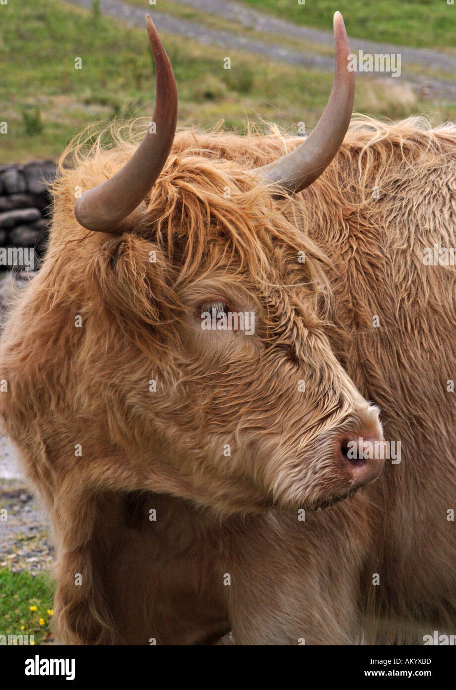Highland cattle North Uist Stock Photo