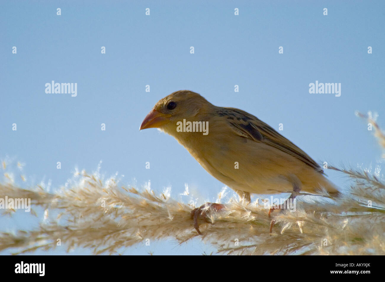 A black breasted weaver (Ploceus benghalensis) perched on a stalk of wheat in the fields of Nimaj, Rajasthan, India. - Stock Image