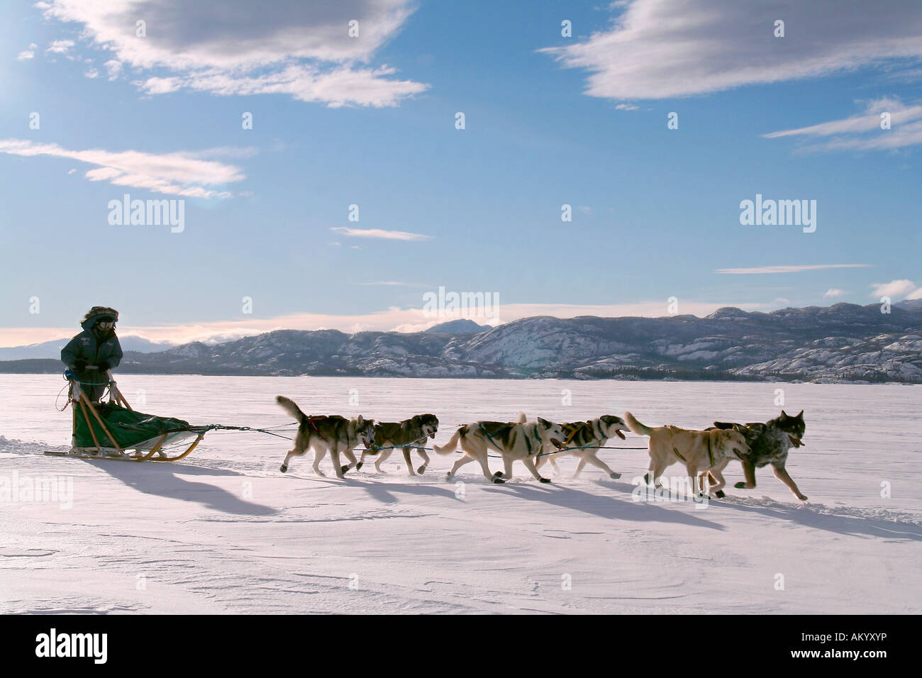 Dog team / dog sled with musher, frozen Lake Laberge, Yukon Territory, Canada Stock Photo