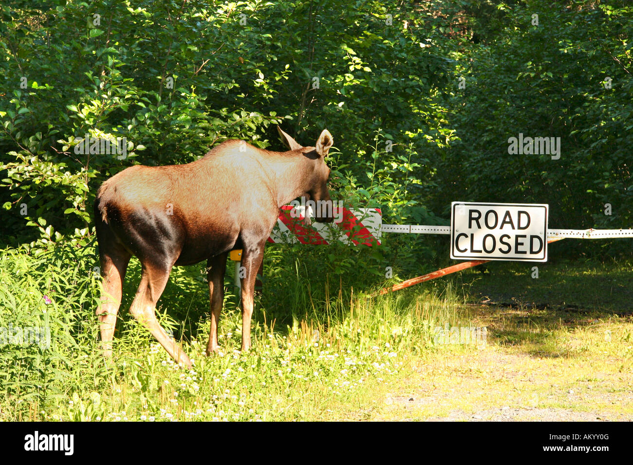 Moose, Alces alces at a road closed taffic sign, Alaska, USA Stock Photo