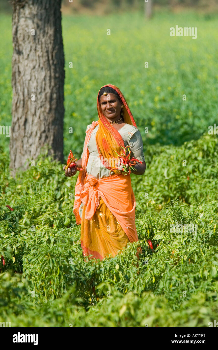 A Rajasthani farmer woman holds freshly picked chili peppers in her fields outside of Nimaj, Rajasthan, India. - Stock Image