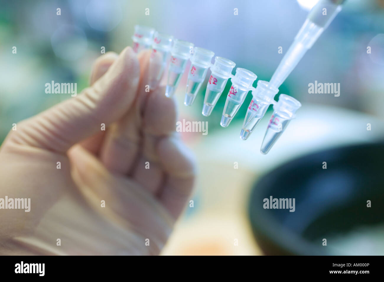 Medical researcher using a pipette to apply a sample into a micro centrifuge tube Stock Photo
