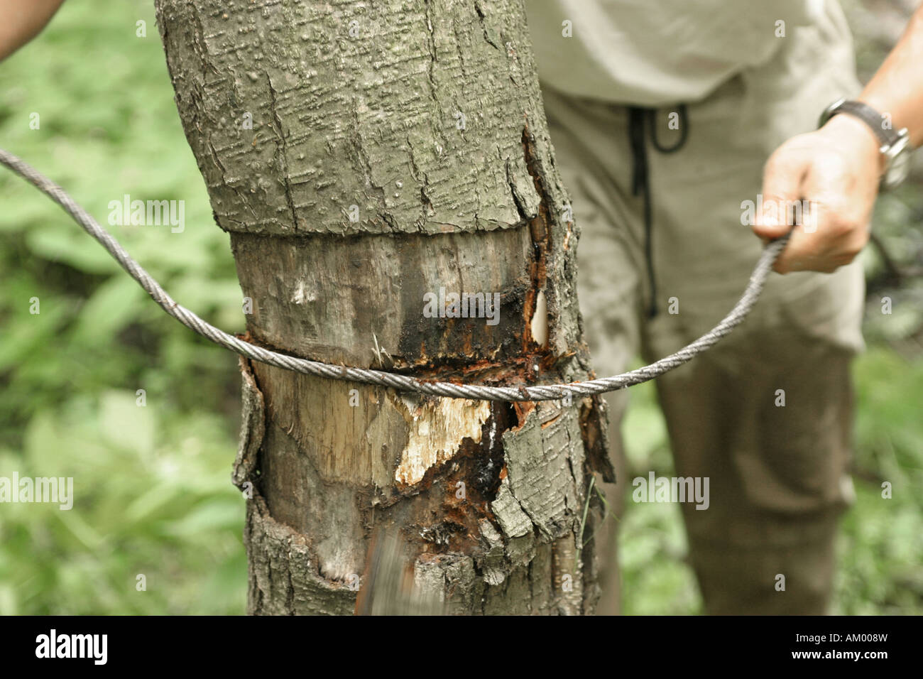 Steel cable around a tree and damage of the tree Stock Photo