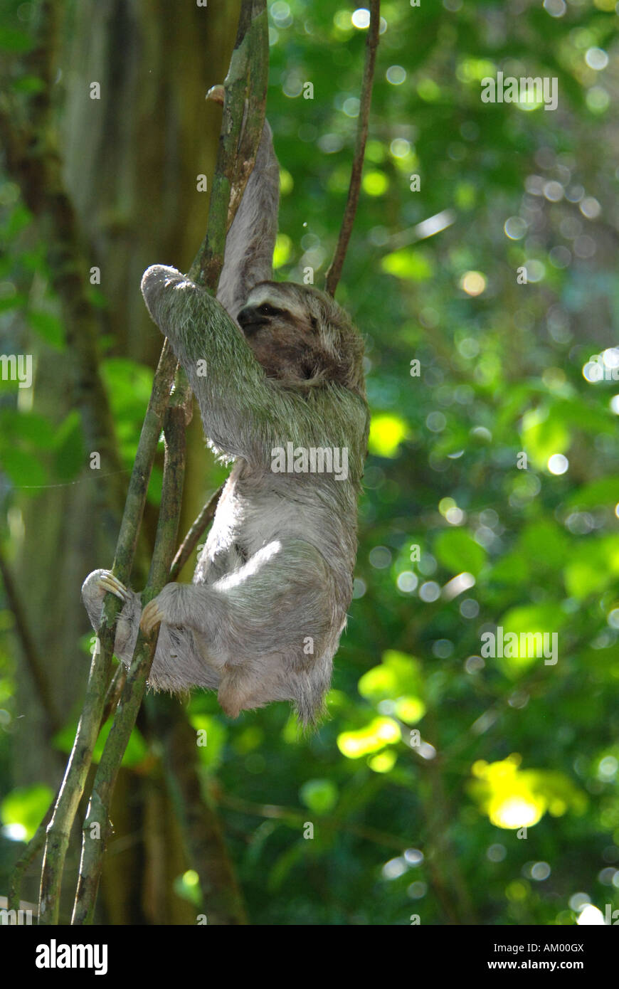 Thre toed Sloth Bradypus variegatus climbing vine in rain forest of Manuel Antonio National park Pacific Coast Costa Rica Stock Photo