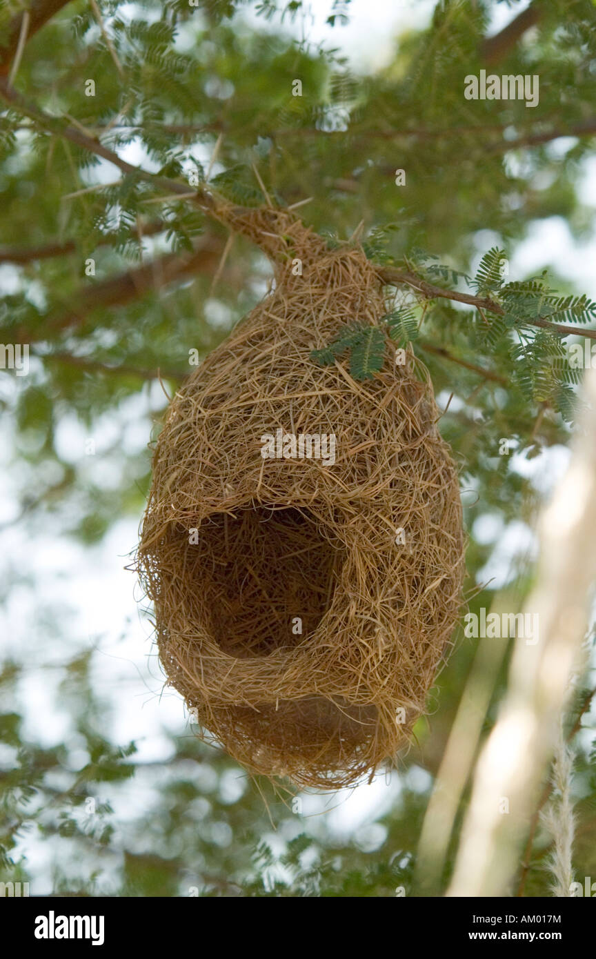 A black breasted weaver (Ploceus benghalensis) nest in the fields of Nimaj, Rajasthan, India. - Stock Image