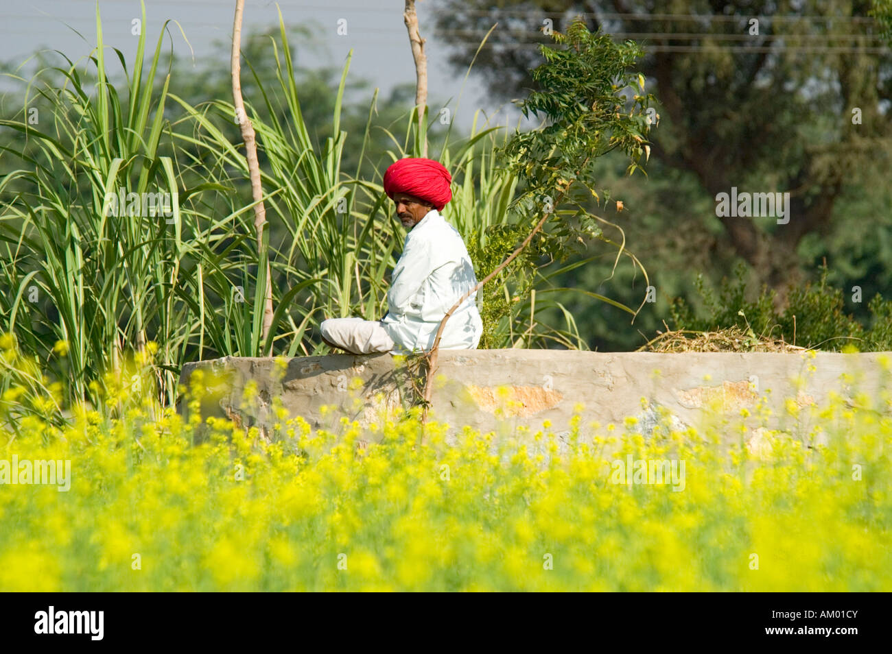 Durga, a farmer from the village of Nimaj in central Rajasthan, India, takes a break from cultivating his fields. - Stock Image