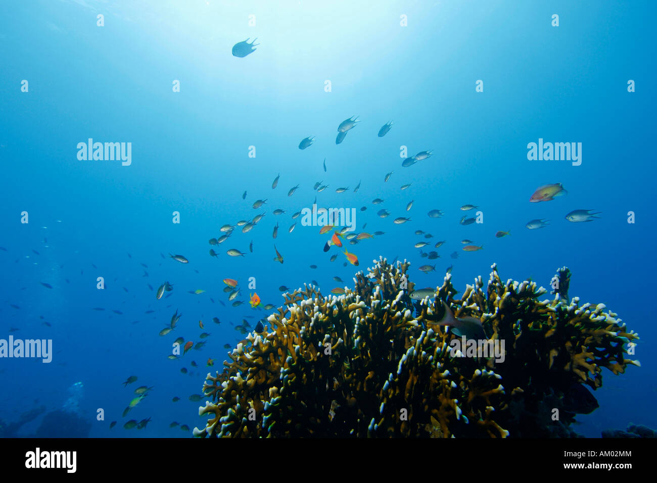 Reef fish, Anthiinae and Pomacentridae above a Fire coral, Millepora tortuosa, Red Sea, Egypt Stock Photo