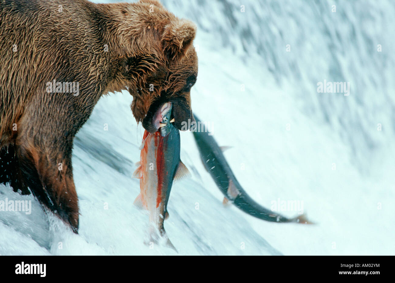 Brown bear (Ursus arctos) catching salmons at a waterfall, Katmai National Park, Alaska Stock Photo