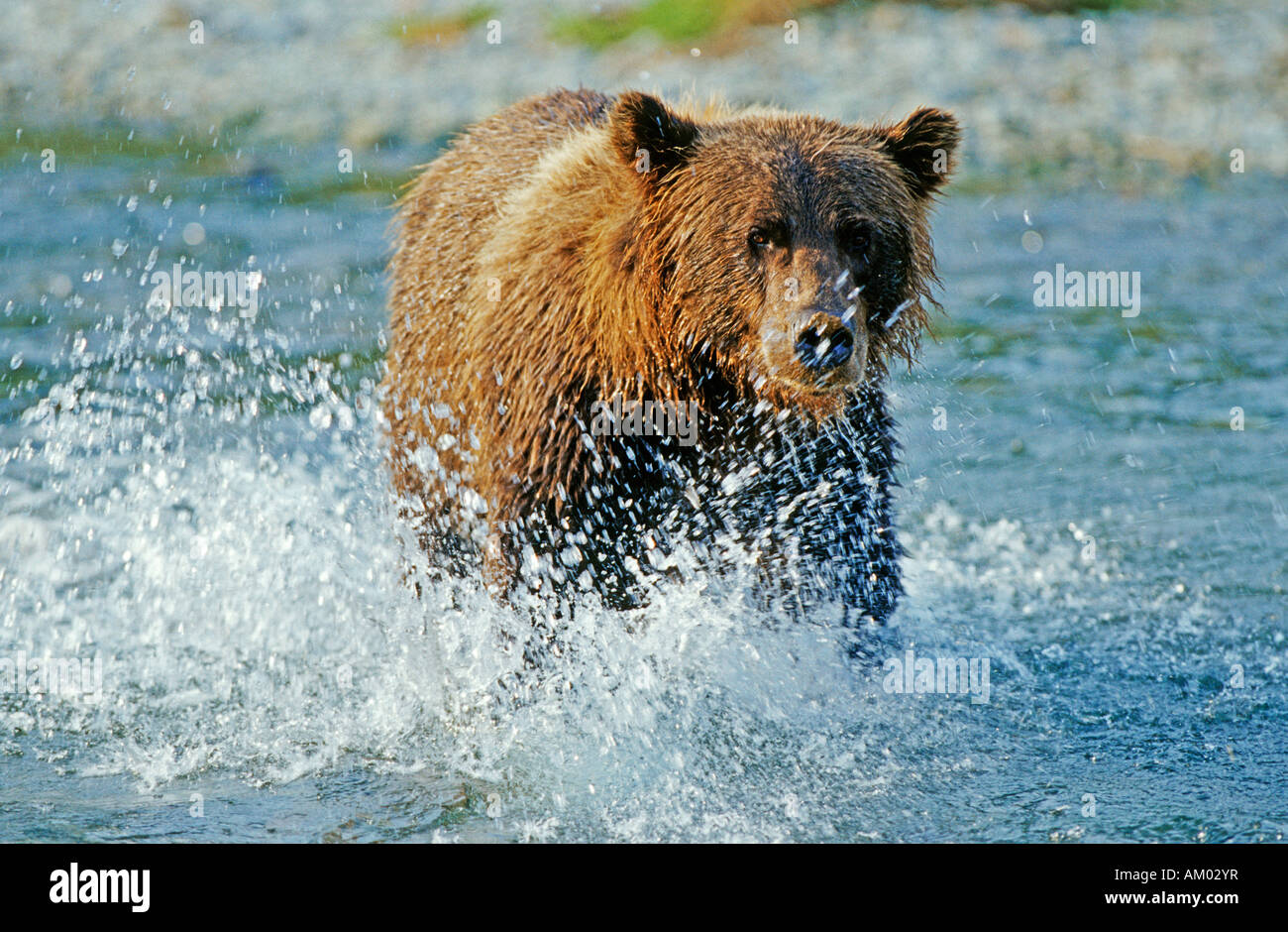 Brown bear (Ursus arctos) catching salmons, Katmai National Park, Alaska Stock Photo