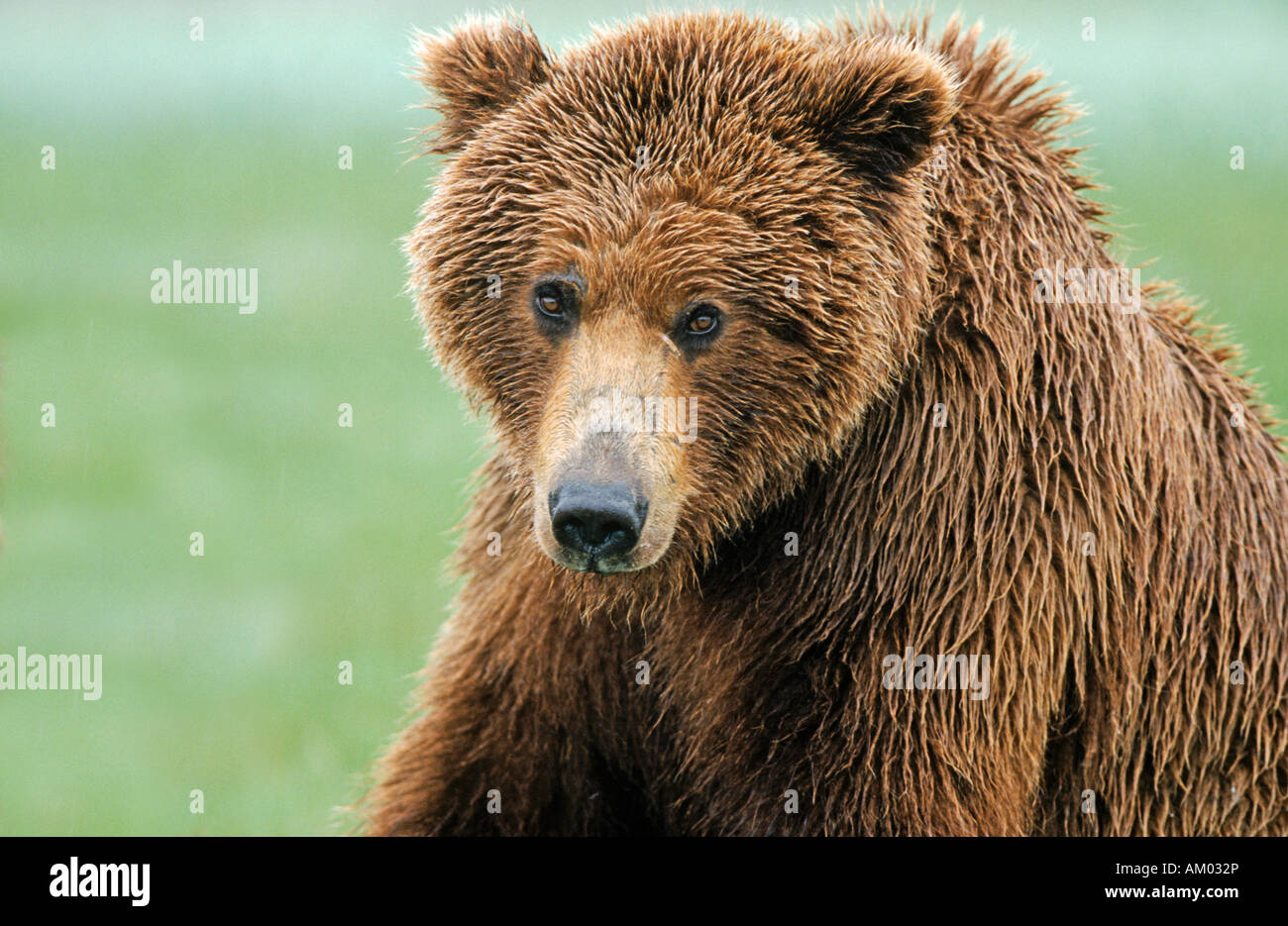 Brown bear (Ursus arctos) portrait, Katmai N.P., Alaska Stock Photo