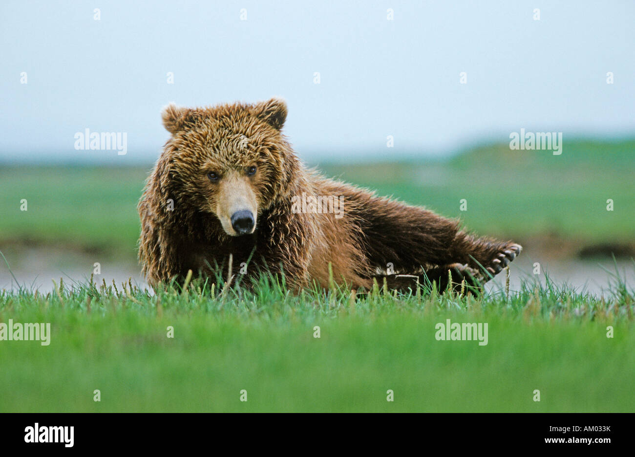 Brown bear (Ursus arctos) waking up, Katmai N.P., Alaska Stock Photo
