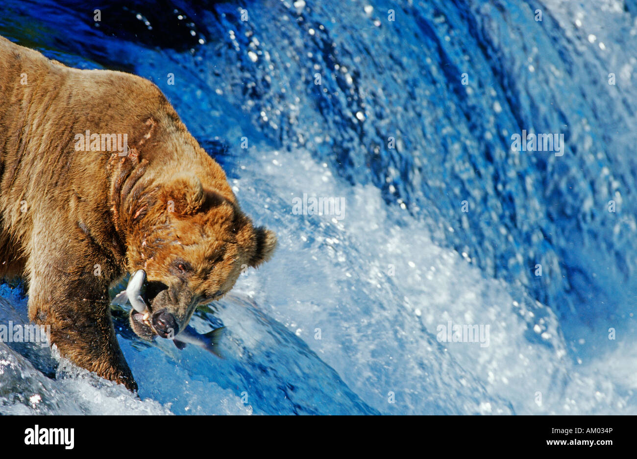 Brown bear (Ursus arctos) catching salmon which is jumping up a waterfall, Katmai N.P., Alaska Stock Photo