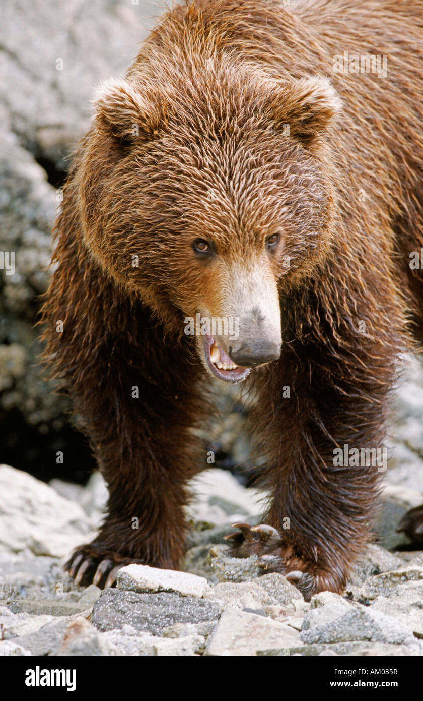 Brown bear (Ursus arctos), eating a scallop , Katmai N.P., Alaska Stock Photo