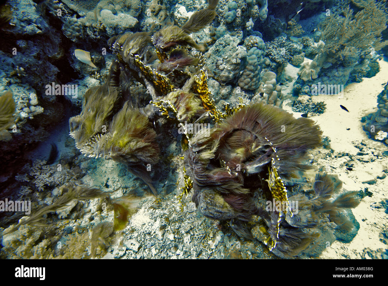 Branching Fire Coral, Millepor tortuosa, alga covered, Red Sea, Egypt Stock Photo