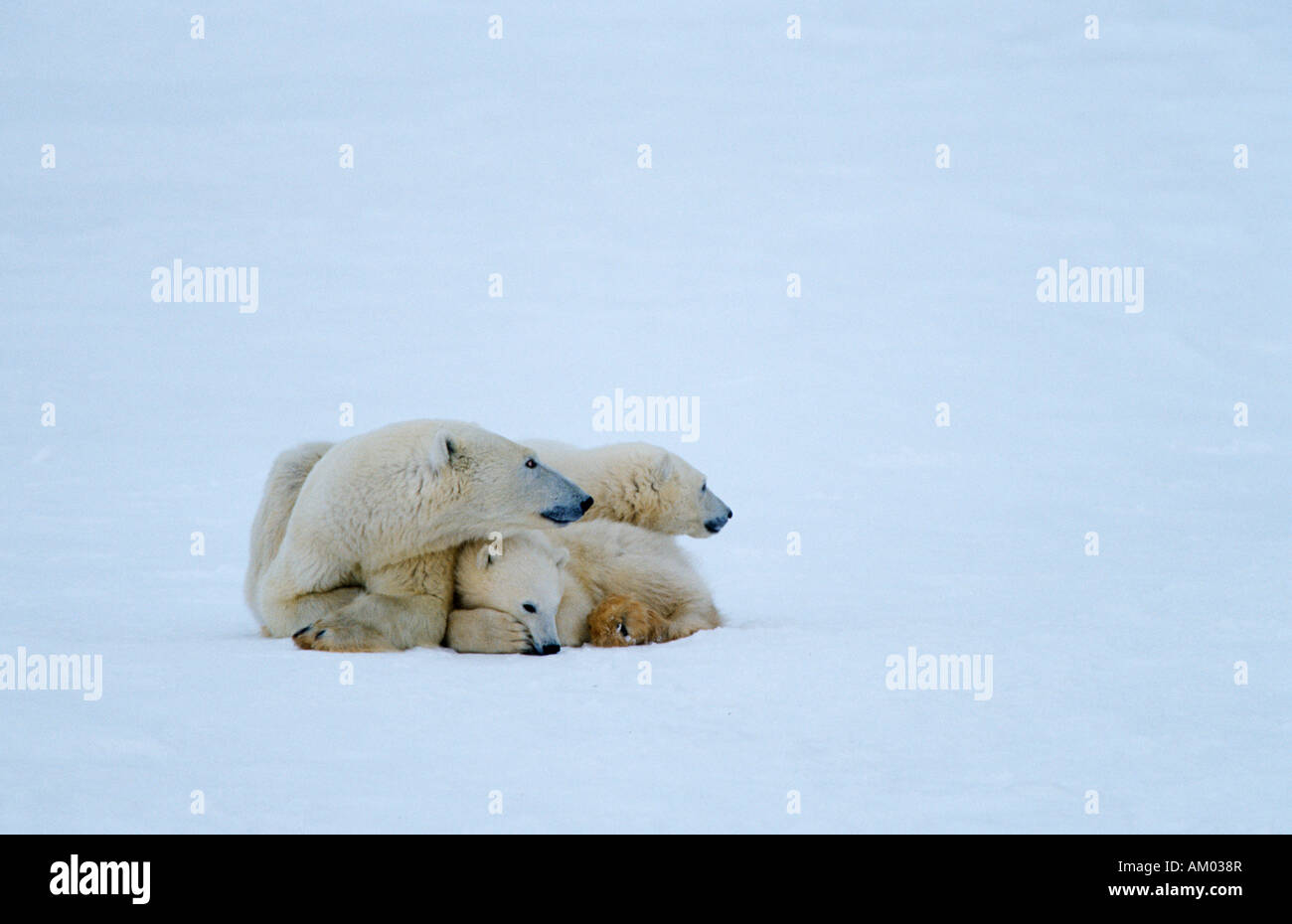 Polar bears (Ursus maritimus), family, Hudson Bay, Canada, North America Stock Photo