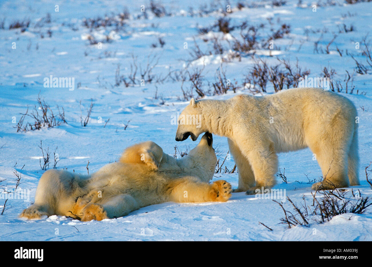 Polar bears (Ursus maritimus), playful fight, Hudson Bay, Canada, North America Stock Photo