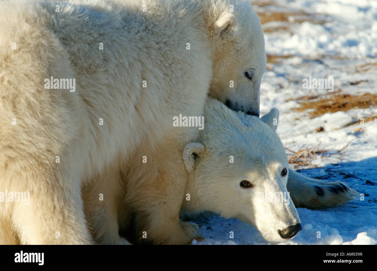 Polar bears (Ursus maritimus), family, Hudson Bay, Canada, North America Stock Photo
